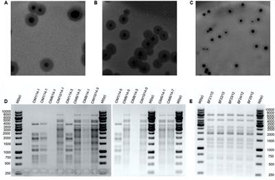 Newly Isolated Bacteriophages from the <mark class="highlighted">Podoviridae</mark>, Siphoviridae, and Myoviridae Families Have Variable Effects on Putative Novel Dickeya spp.